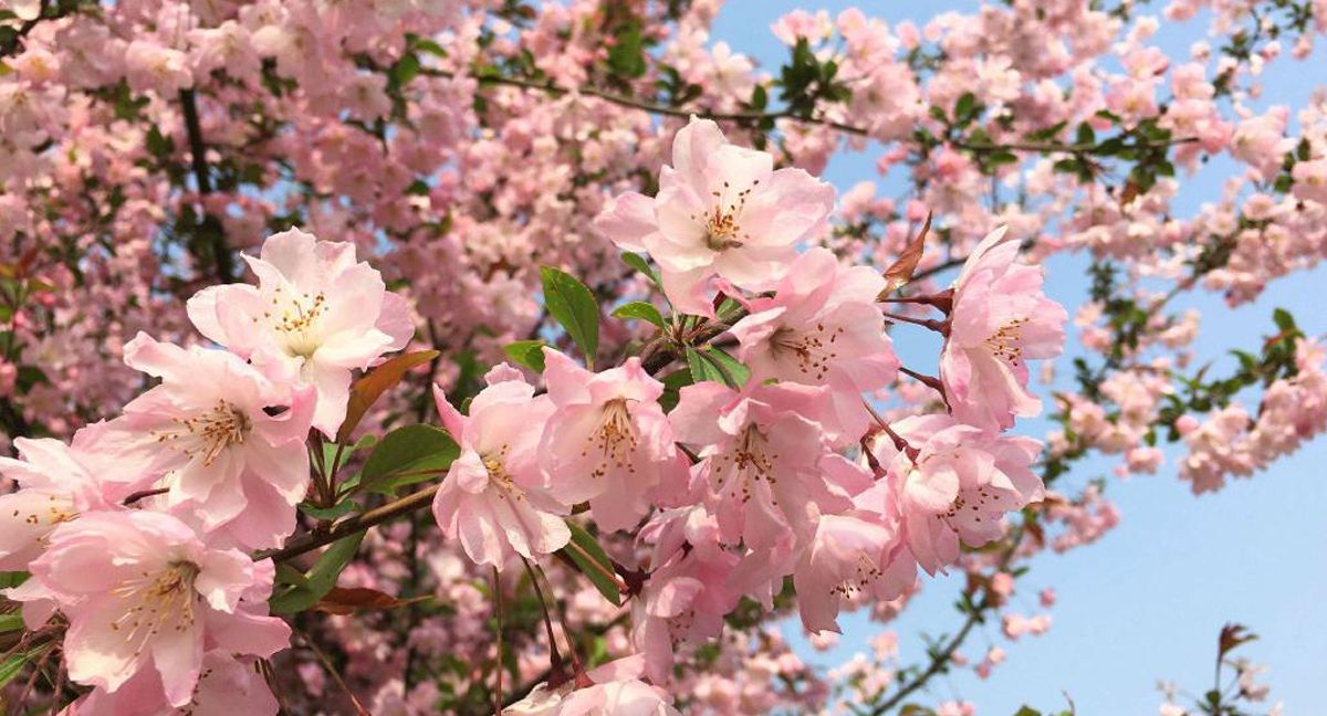 線上免費a片风景