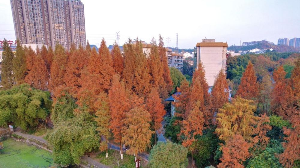 線上免費a片风景